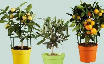 Lidl Mediterrane Pflanze Angebot