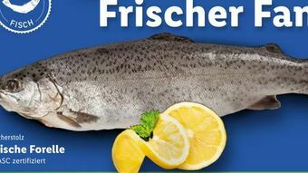 Lidl Forelle Angebot