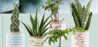 Lidl Pflanze Easy Care Angebot
