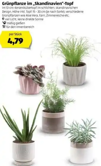 Hofer Grünpflanze Im Skandinavien Topf Angebot