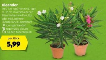 Hofer Oleander Angebot