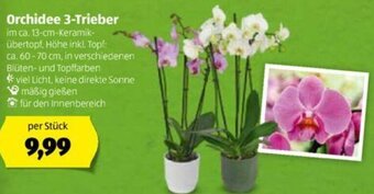 Hofer Orchidee 3-Trieber Angebot