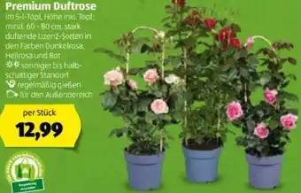 Hofer Premium Duftrose Angebot