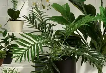 Spotlight 30% off Fern 50cm offer