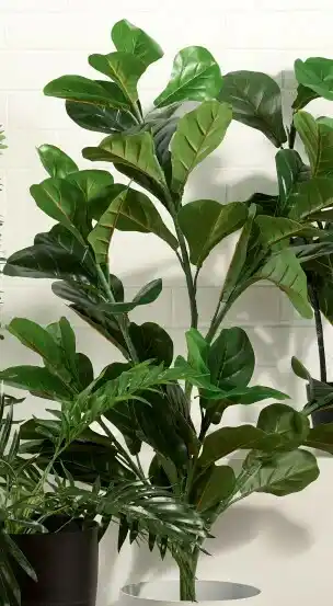Spotlight 30% off Jumbo Fiddle Leaf 150cm offer