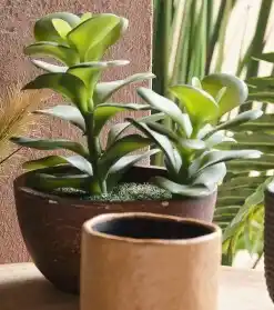 Spotlight 30% off Succulent In Wooden Pot 12 x 18cm offer