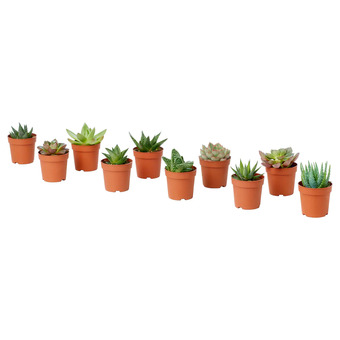 Succulent