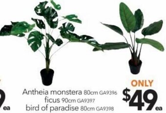 Cheap as Chips Antheia Monstera 80cm, Ficus 90cm, Bird of Paradise 80cm offer