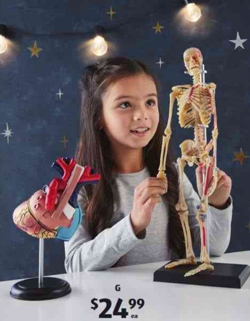 Human Anatomy Models offer at ALDI