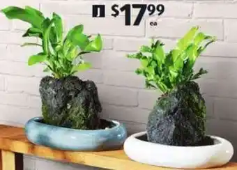 ALDI Indoor Desk Plants offer