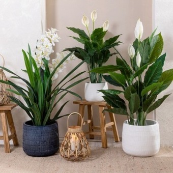 Pillow Talk Webster planter by m.u.s.e. offer