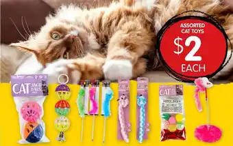 Spudshed Assorted cat toys offer