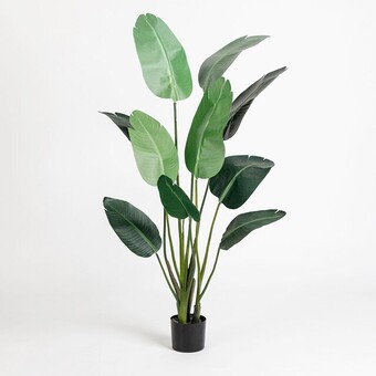 Pillow Talk Giant bird of paradise plant by m.u.s.e. offer