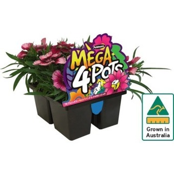 Australian mega 4 pots