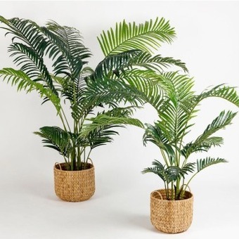 Pillow Talk Areca palm by m.u.s.e. offer