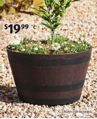 ALDI Whiskey Barrel Planter offer