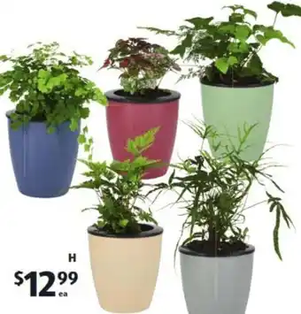 ALDI Water Well Wick Pot with Ferns offer