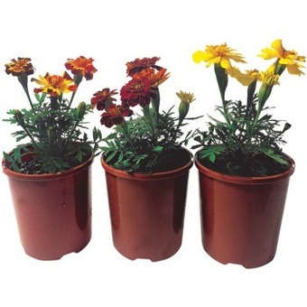 IGA Potted assorted color small (outdoor) offer