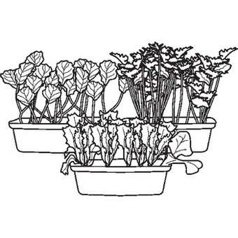 The diggers club heirloom vegetable seedlings
