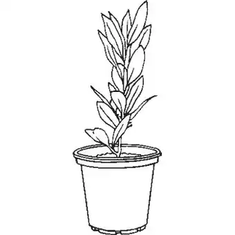 Bunnings Garden assets bay tree offer