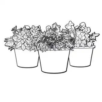 Potted colour