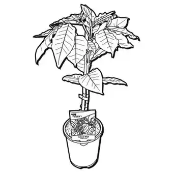 Bunnings Fleming's nurseries coffee ‘catuai rojo’ offer