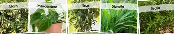 Allara, Philodendron, Ficus, Dianella, Aralia