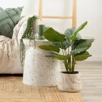 Pillow Talk Green calathea plant by m.u.s.e. offer