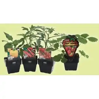 Quick harvest vegetables or strawberries 100mm