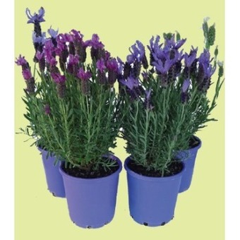 IGA Lavender offer