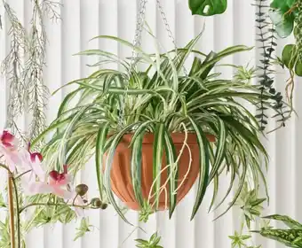 Spotlight 30% off botanica spider fern in hanging basket offer