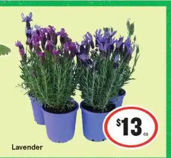 IGA Lavender offer