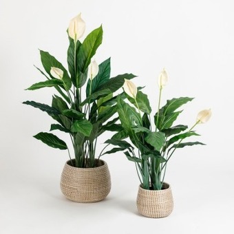 Pillow Talk Peace lily plant by m.u.s.e. offer
