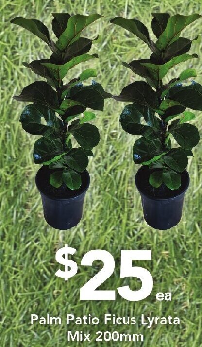 Drakes Palm Patio Ficus Lyrata Mix 200mm offer