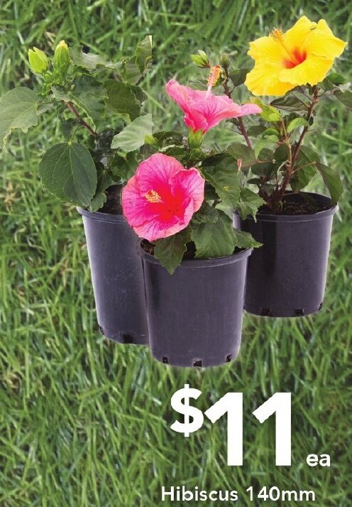 Drakes Hibiscus 140mm offer