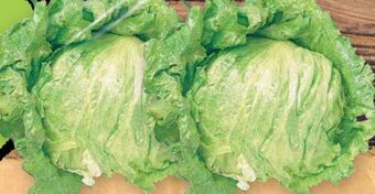 Lettuce