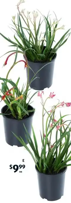 ALDI Kangaroo Paw 140mm offer