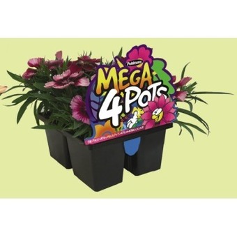 IGA Mega 4 pots offer
