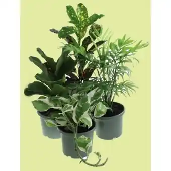 Indoor plants