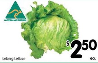 Iceberg Lettuce