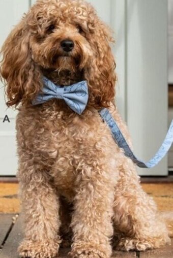 Pet stock Buddy & Belle Small offer