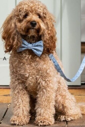 Pet stock Buddy & Belle Large offer