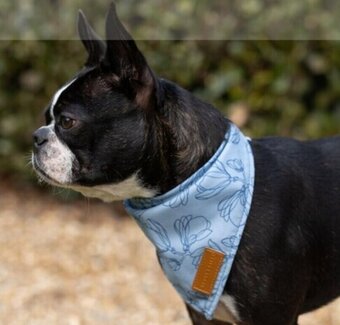 Pet stock Buddy & Belle Small offer