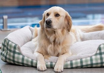 Pet stock Lexi & Me Large offer