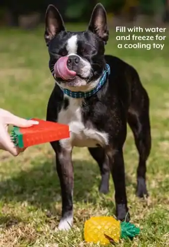 Pet stock Lexi & Me Fruit Cooling Toy Watermelon Or Pineapple offer