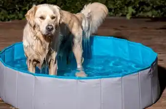 Pet stock Lexi & Me Pet Pool offer