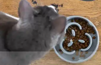 Pet stock Buddy & Belle Slow Feeder Cat Bowl Grey offer