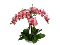 LivingStyles Montray Artificial Phalaenopsis Orchid in Pot, 60cm, Pink Flower offer