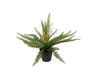 Glamorous Fusion Potted Ruffle Fern Plant, 35cm