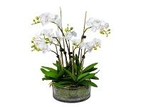 LivingStyles Thatcher Artificial Phalaenopsis Orchid in Pot, 46cm, White Flower offer